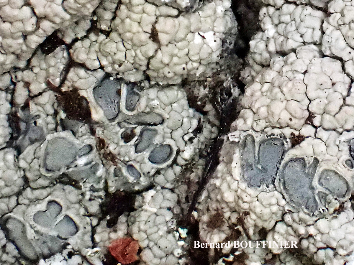 Diploschistes muscorum morph daisy-like apothecia.